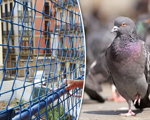 Pigeon Control services in Wakad, Warje, ravet, Bavdhan, Hinjawadi