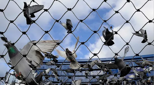 Bird netting dealer in Wakad, Warje, Ravet, Bavdhan, Hinjawadi