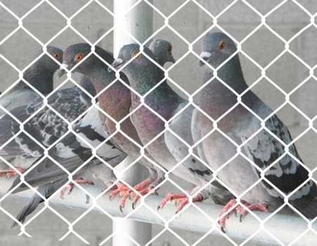 Industrial Bird Netting Services in Wakad, Ravet, Warje, Bavdhan, Hinjawadi